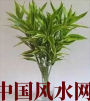 蛟河十二生肖养什么植物最旺财运？你知道吗！